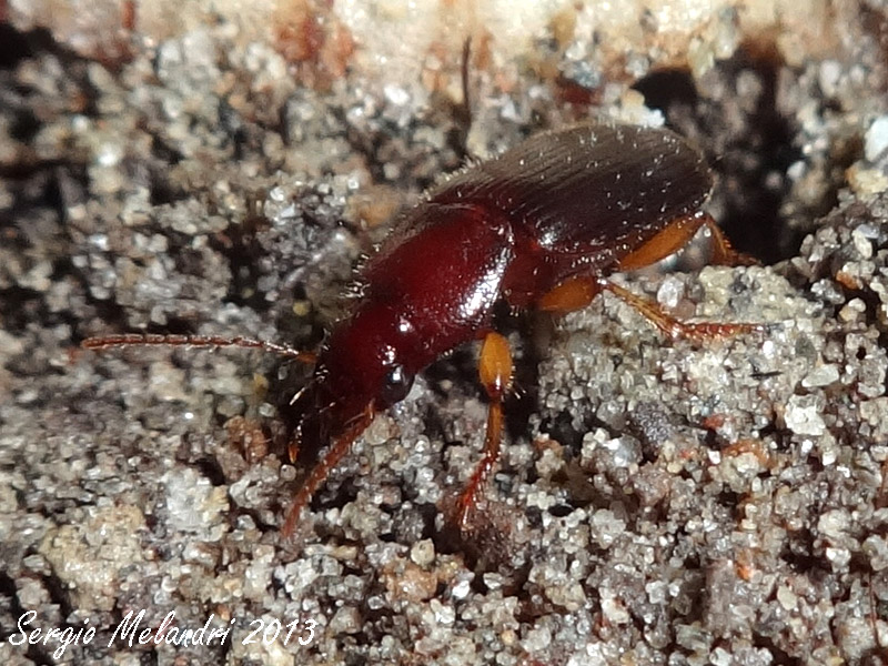Ophonus (Metophonus) rupicola